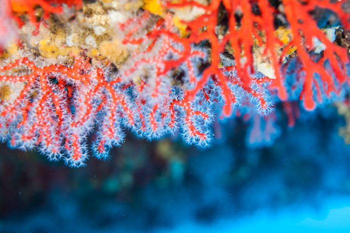 corail_rouge_la_ciotat